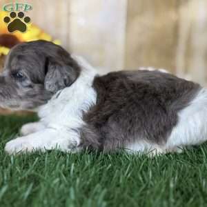 Maple, Shih-Poo Puppy